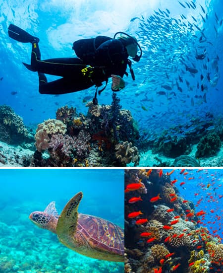 Roatan Fun Diving + Courses